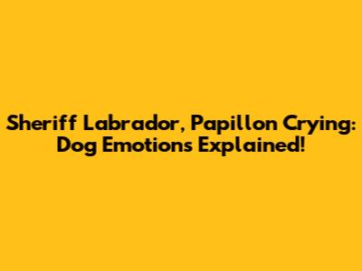 Sheriff Labrador, Papillon Crying: Dog Emotions Explained!